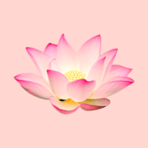 Lotus Flower